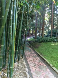 Bamboo walk through the Japanese garden