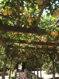 A lemon tree allee