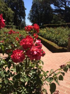 A nod to formality in the rose garden